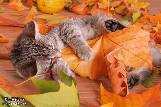 Photo by Hoschie