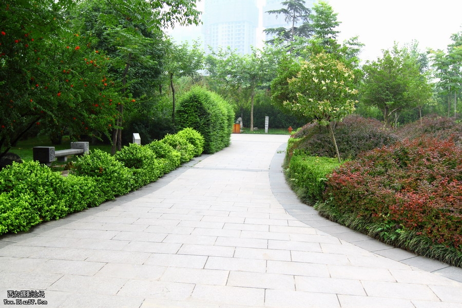 20110622 荷花2555_调整大小.JPG