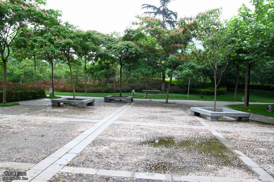 20110622 荷花2556_调整大小.JPG