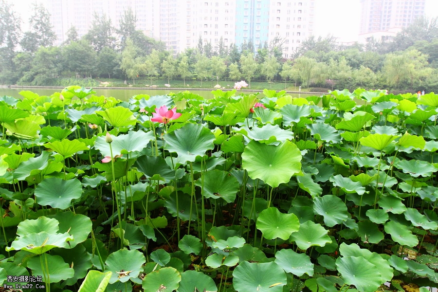 20110622 荷花2536_调整大小.JPG