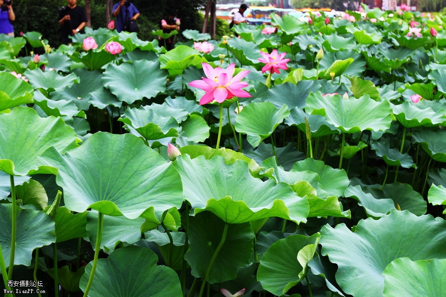 20110622 荷花2540_调整大小.JPG