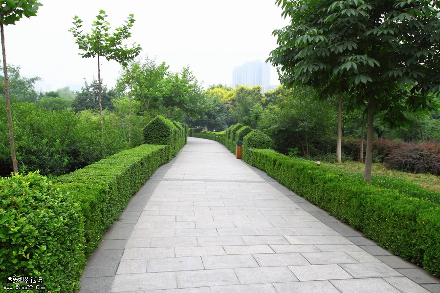 20110622 荷花2543_调整大小.JPG