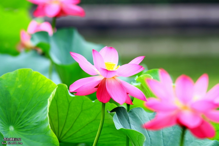 20110622 荷花2473_调整大小.JPG