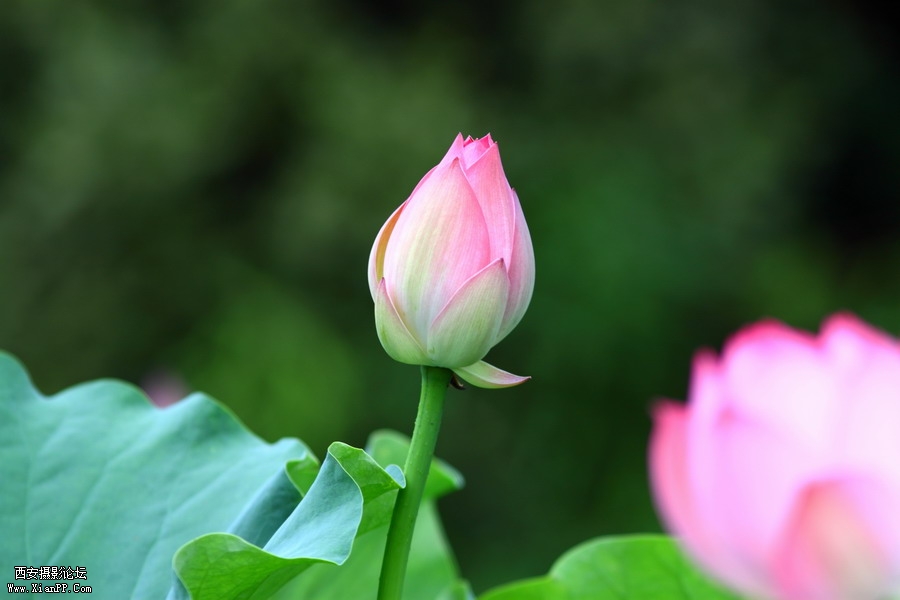 20110622 荷花2476_调整大小.JPG