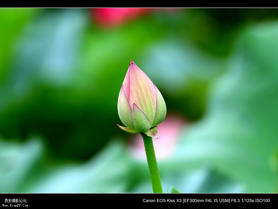 20110622 荷花2477_调整大小.JPG