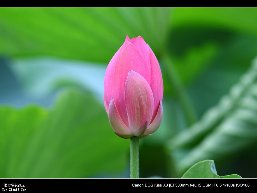 20110622 荷花2479_调整大小.JPG