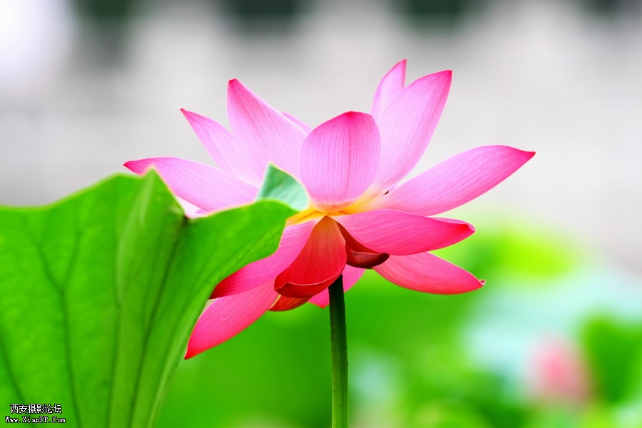 20110622 荷花2483_调整大小.JPG