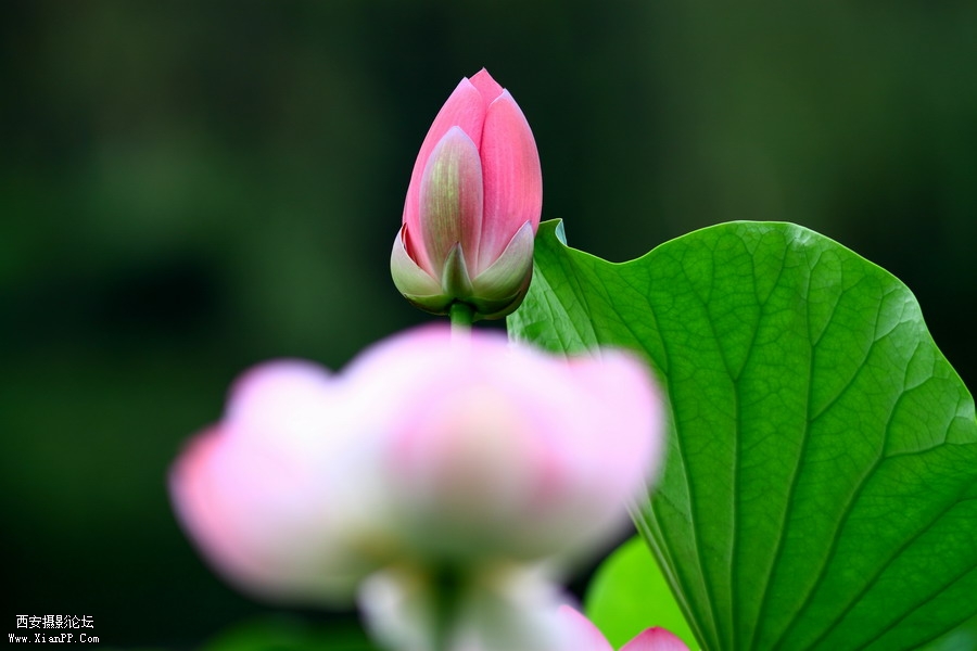 20110622 荷花2486_调整大小.JPG