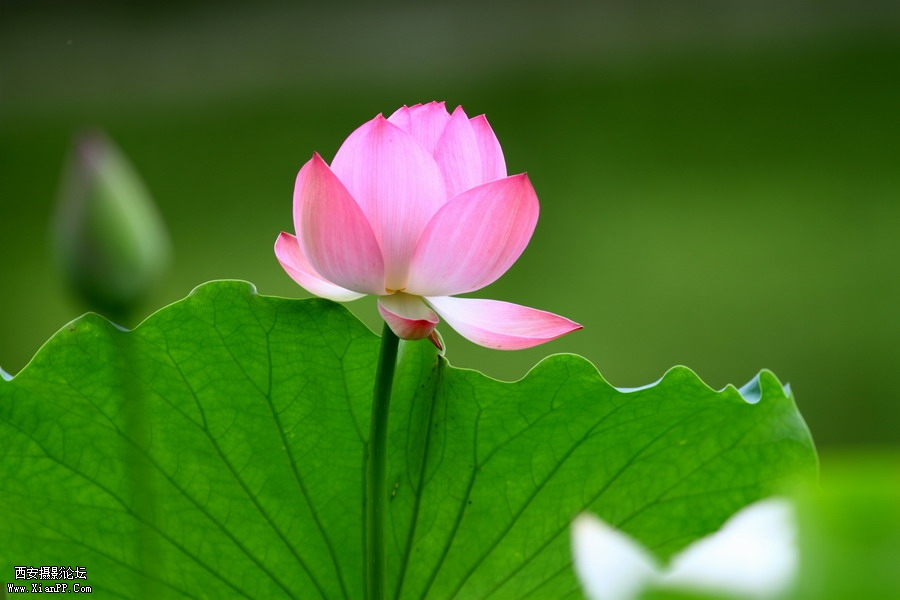 20110622 荷花2487_调整大小.JPG