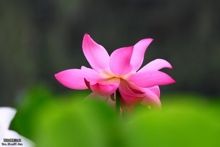 20110622 荷花2499_调整大小.JPG