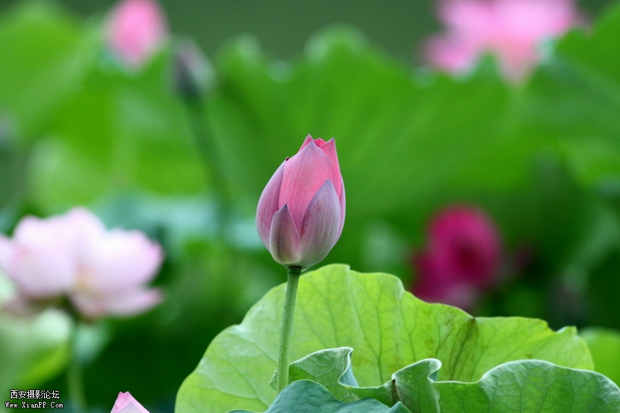 20110622 荷花2500_调整大小.JPG