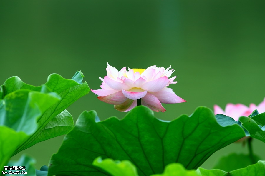 20110622 荷花2507_调整大小.JPG