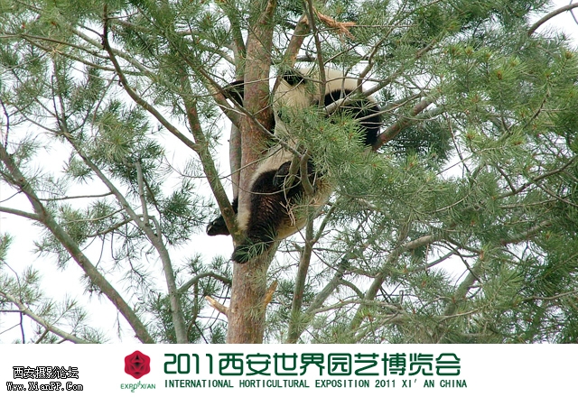 秦岭馆-熊猫3.jpg