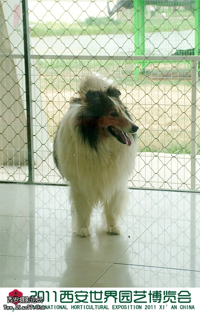 世界名犬馆.jpg