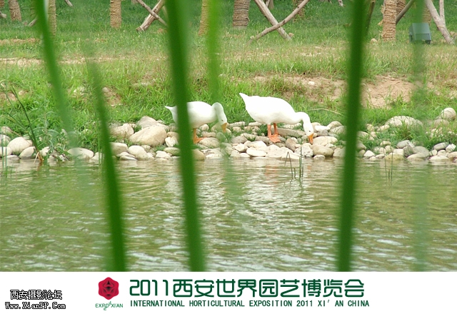 世园会15.jpg
