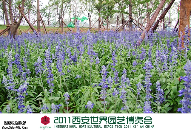 世园会18.jpg