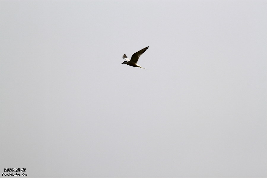 IMG_0274_调整大小.JPG