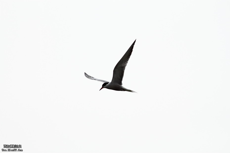 20110626  浐灞码头2578_调整大小.JPG