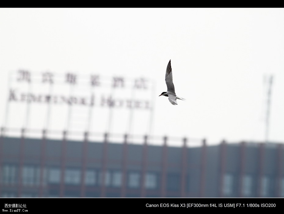 20110626  浐灞码头2595_调整大小.JPG