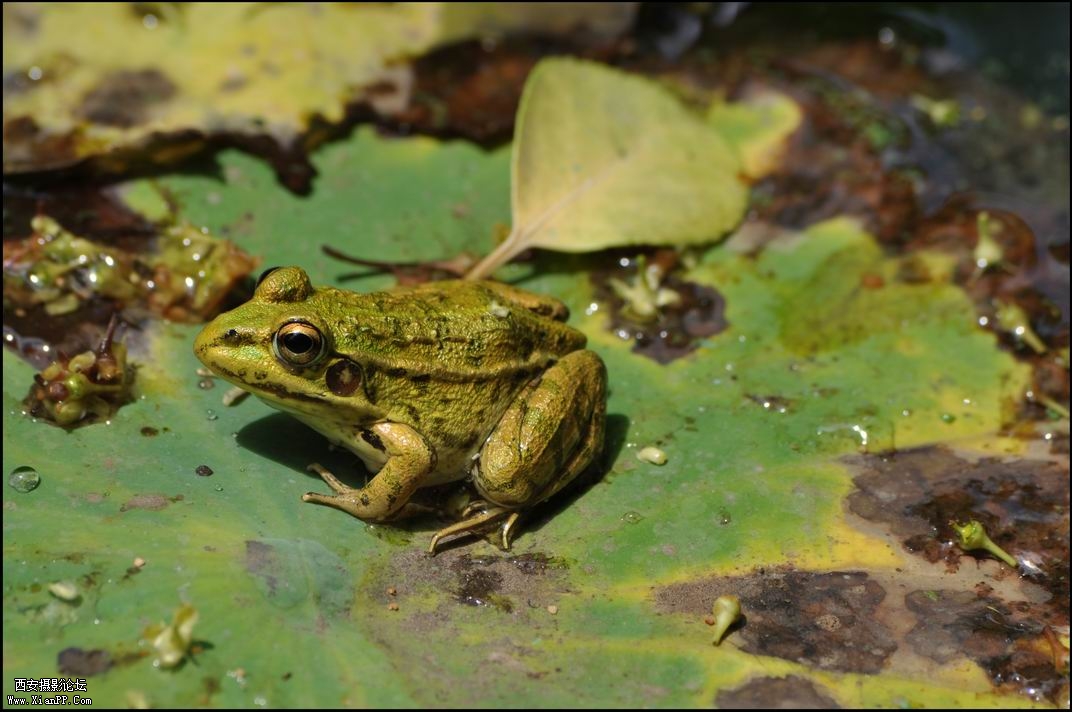 调整大小 qing  wa.jpg