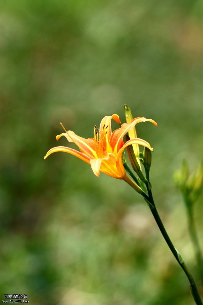 20110627  300mm4.0近距2663_调整大小.JPG