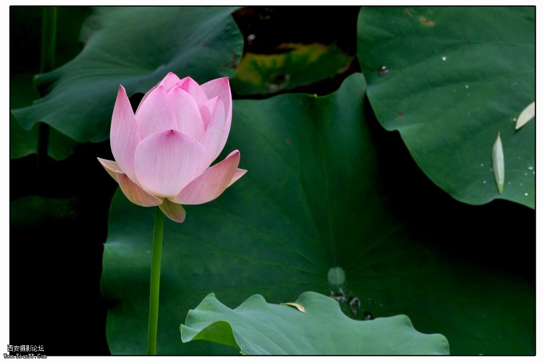 调整大小 DSC_3648.jpg