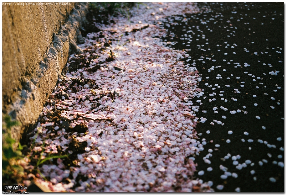 樱花.jpg