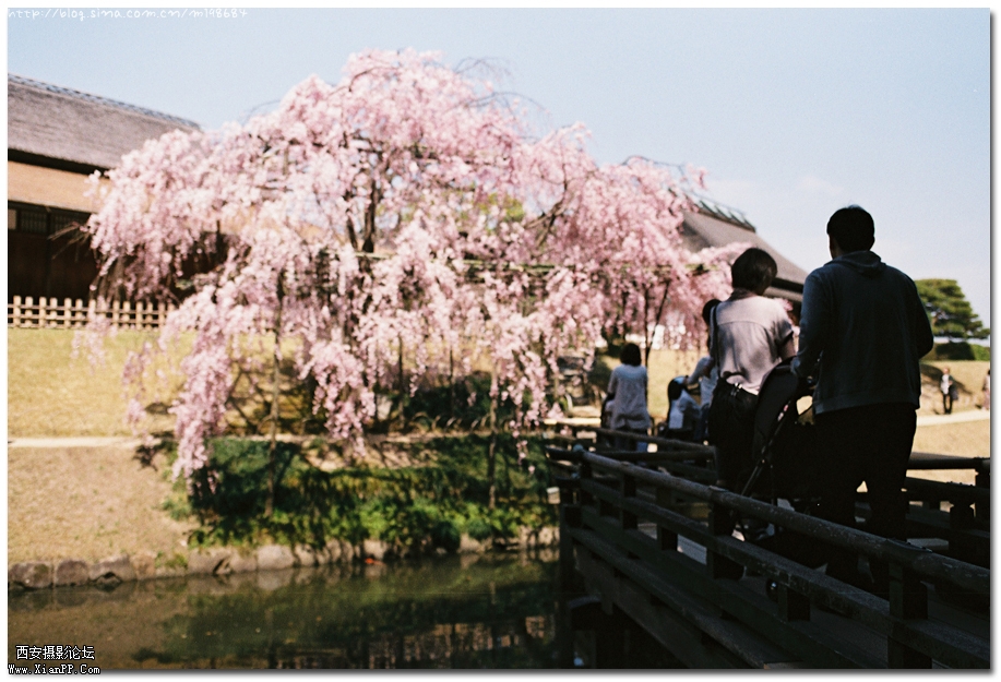 樱花21.jpg