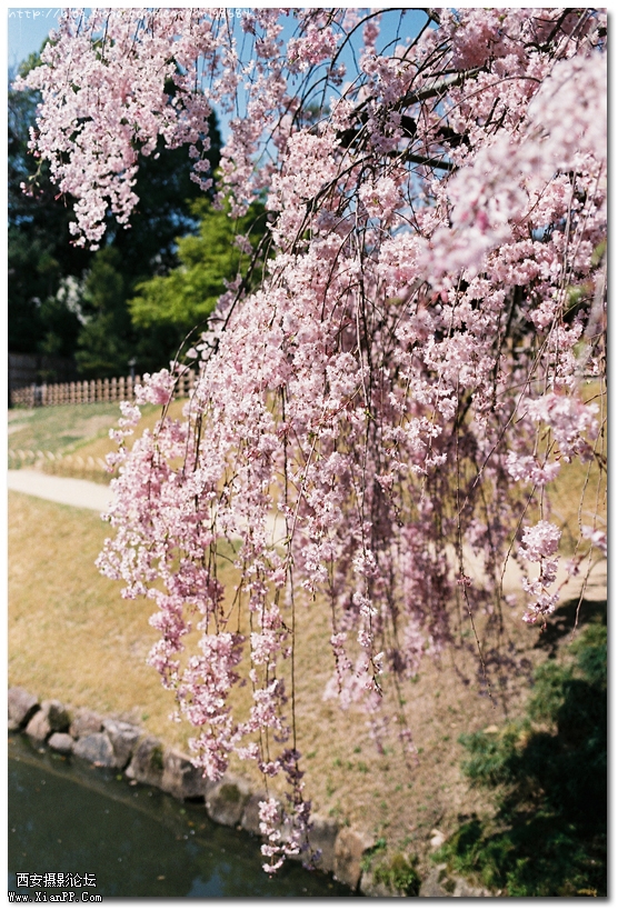樱花22.jpg