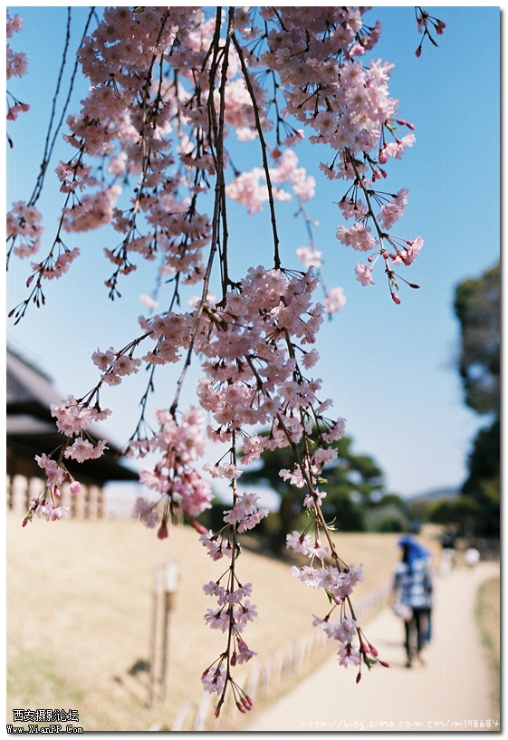樱花23.jpg