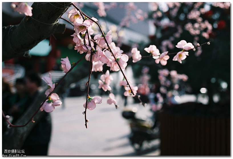 桃花4.jpg