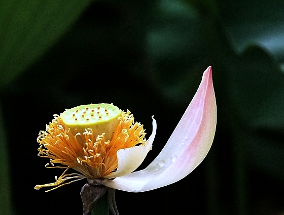 荷花02E.jpg