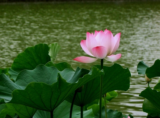 荷花04c.jpg