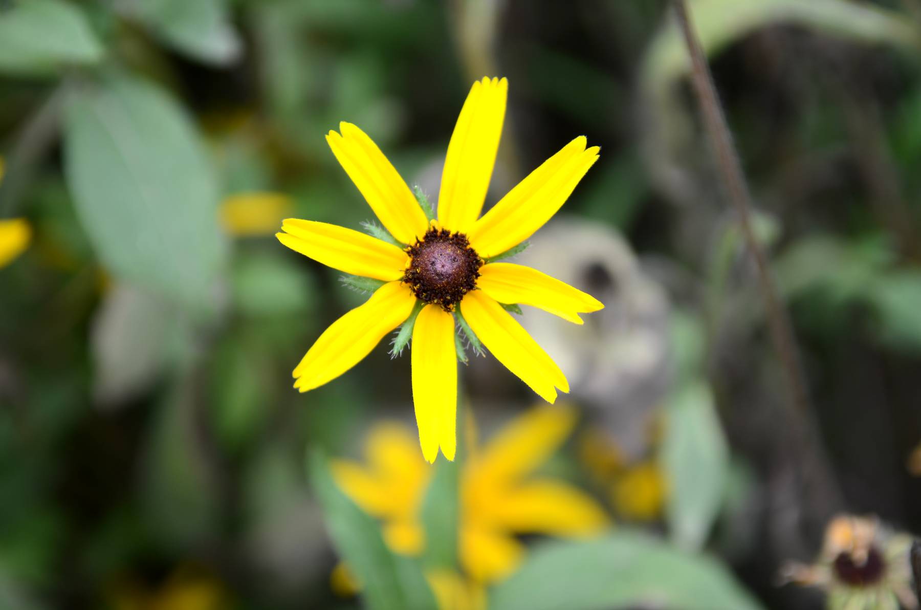 DSC_2186.jpg