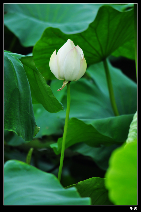 nEO_IMG_照片 061.jpg