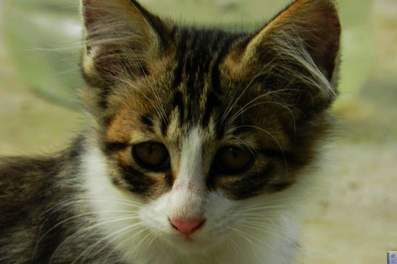 猫 (6).jpg