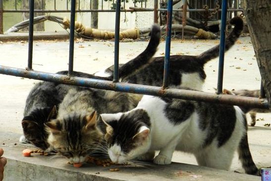 猫 (1).jpg