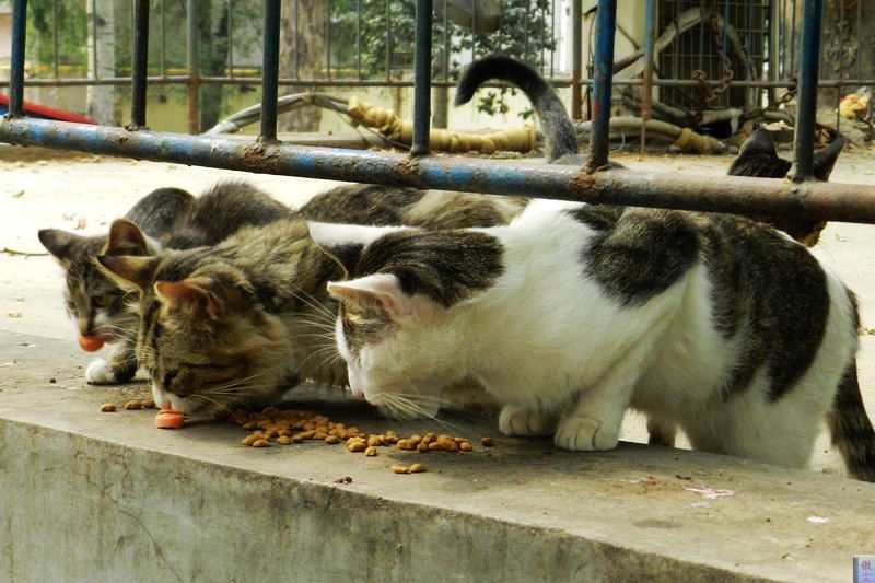 猫 (2).jpg