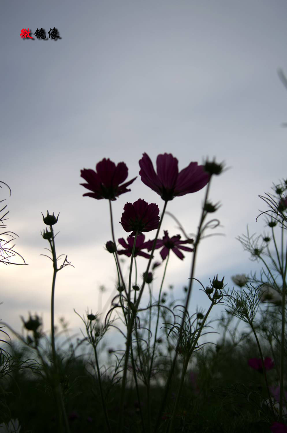 DSC_2664.jpg
