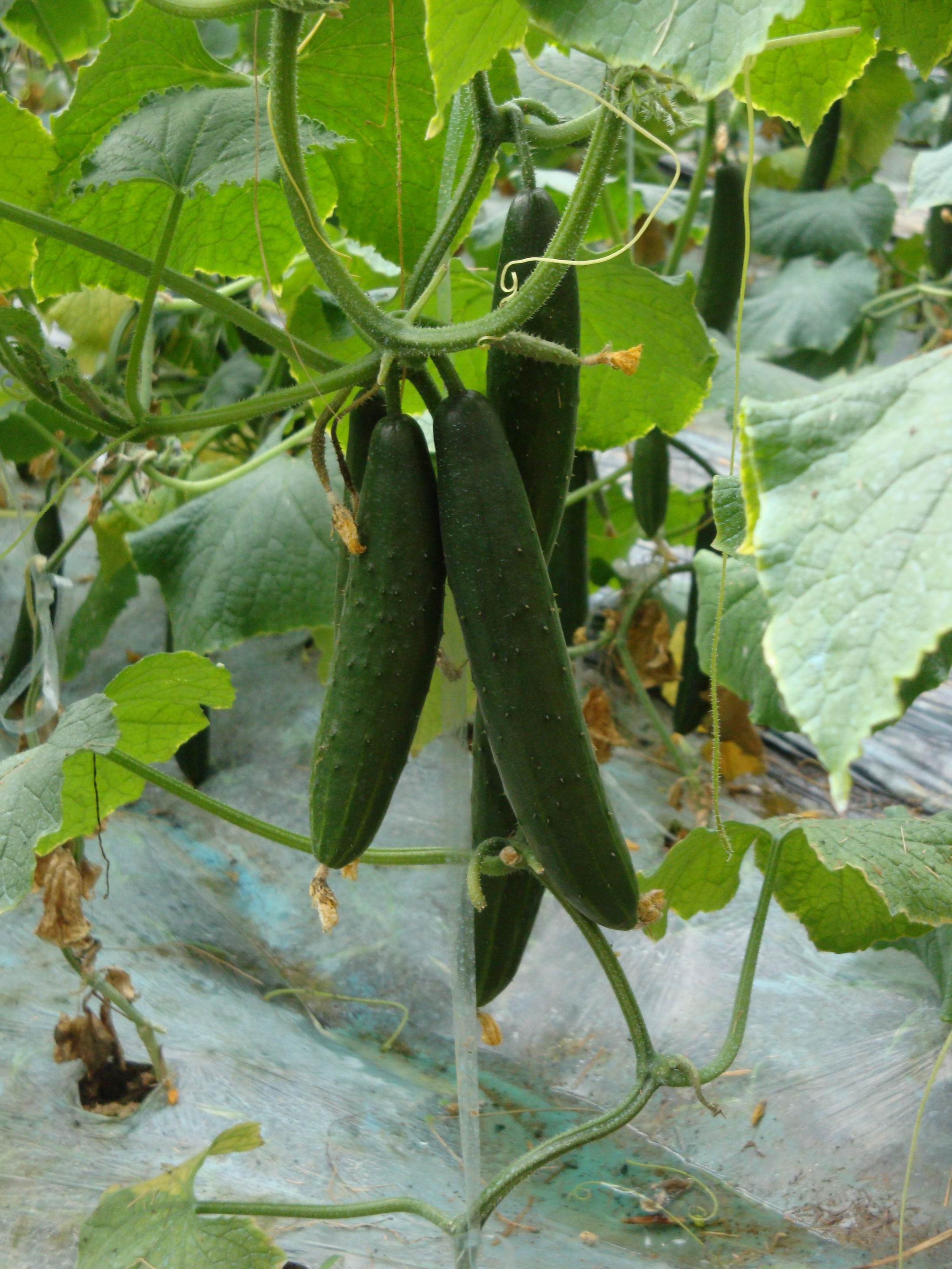 调整大小 DSC01708.JPG