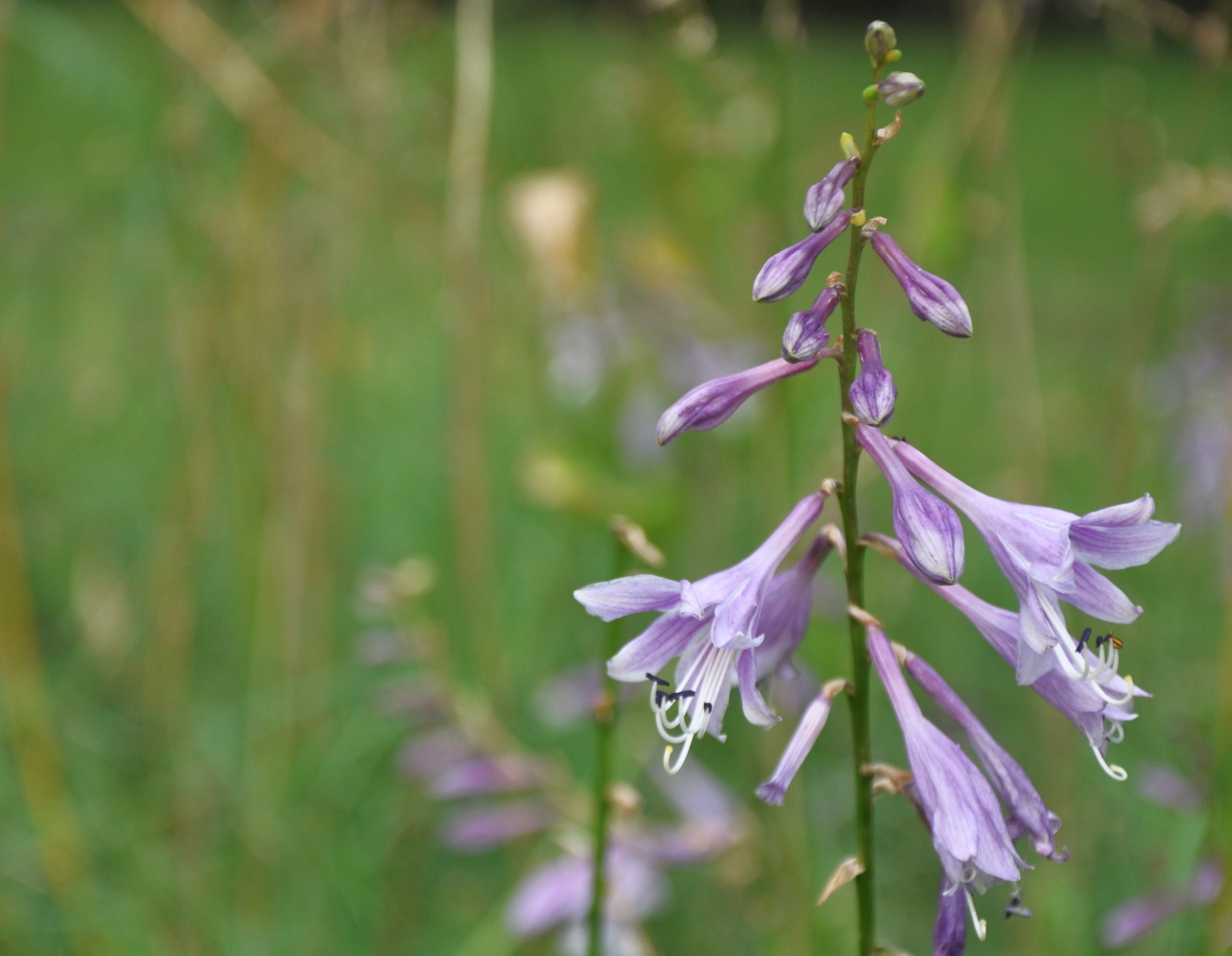 DSC_0207 - 副本.JPG