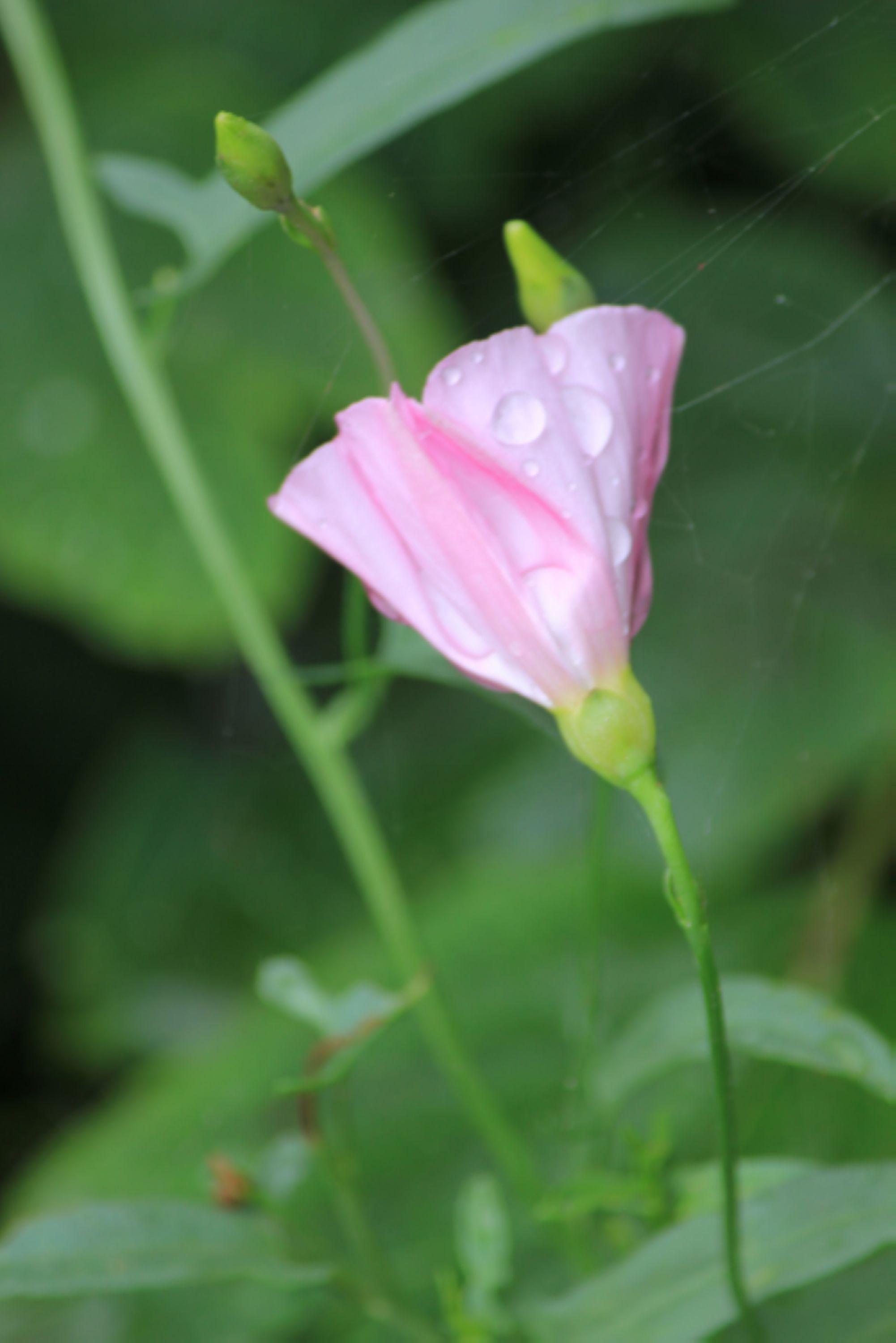 单位花坛里的牵牛花