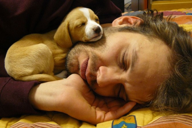 dog_11-673x448.jpg