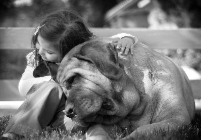 dog_12-673x470.jpg