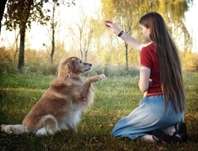 dog_22-673x515.jpg