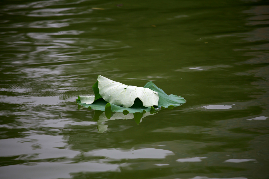 nEO_IMG_IMG_0803.jpg
