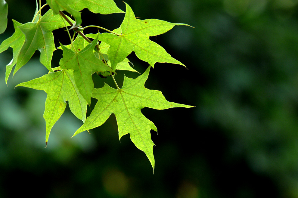 JPEG Digital Camera_48.jpg