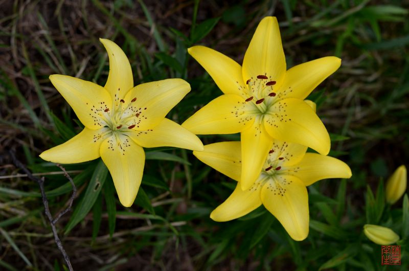 DSC_0186.JPG