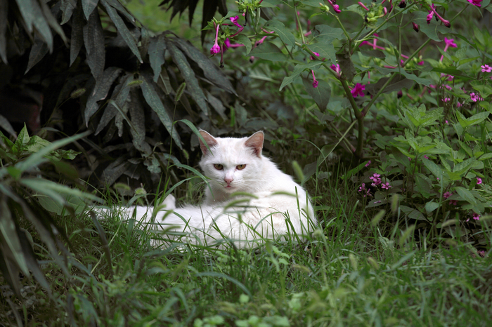 nEO_IMG_20110914中午的随拍猫， 菜花3035.jpg