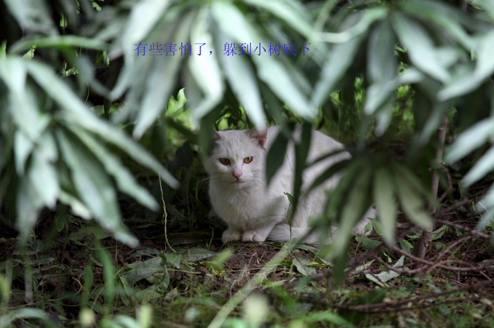 nEO_IMG_20110914中午的随拍猫， 菜花3036.jpg